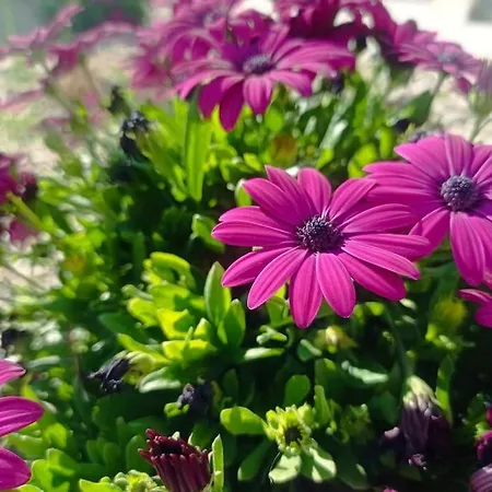 Nostalgico * La Canée