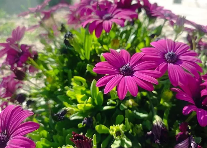 Nostalgico * חאניה